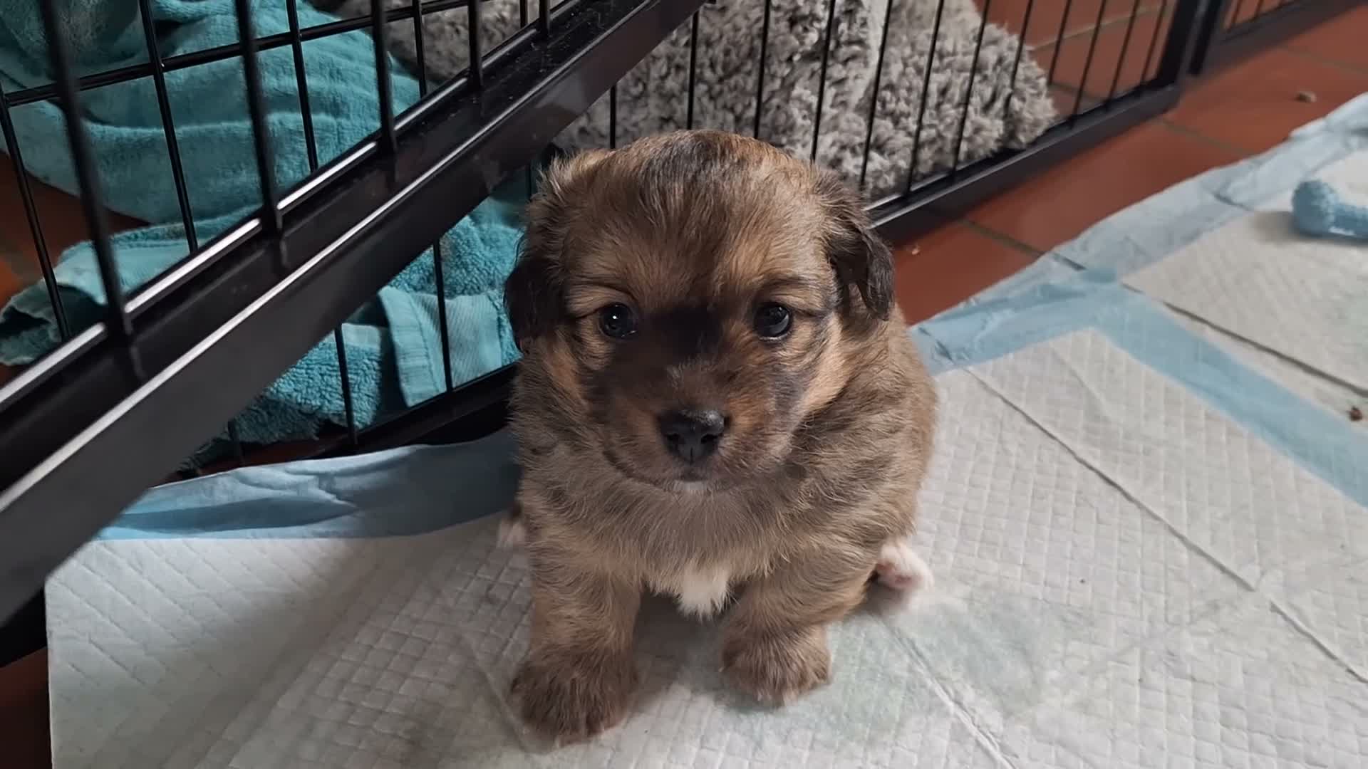 Mixed Breed dogs for sale: Teddy  and Tony in Northampton - Video 1