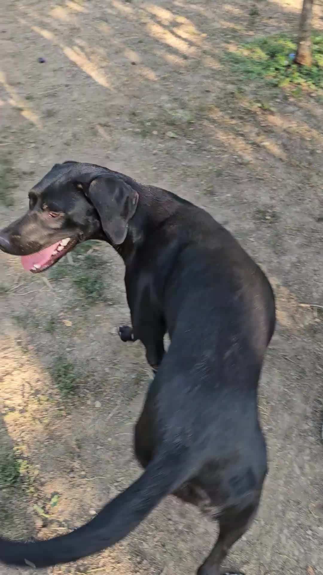 Pointer dogs for adoption: Donna – Beautiful English Pointer Cross - Video 1