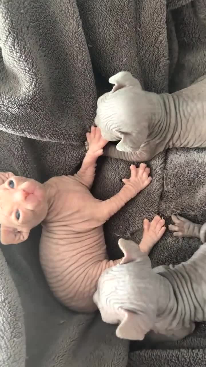 Sphynx cats for sale: Sphynx kittens  - Video 1