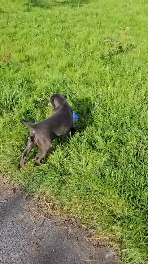 Labrador Retriever dogs for stud: Lunannas achilles in Burnley - Video 1