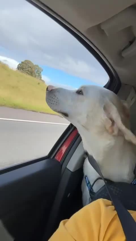 Labrador Retriever dogs for stud: White Labrador Stud – Smart & Loving Atlas - Video 2