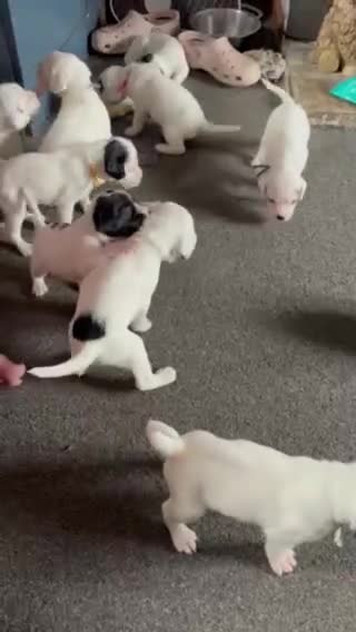 Mixed Breed dogs for sale: long haired Boxapoints - Video 1