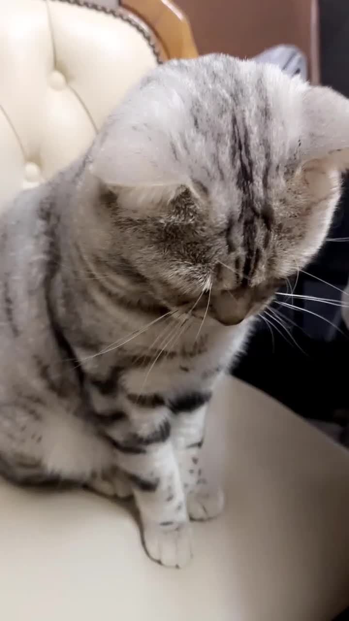 Mixed Breed cats for sale: Rare Silver Bengal x British Shorthair Boy  in Bolton - Video 2