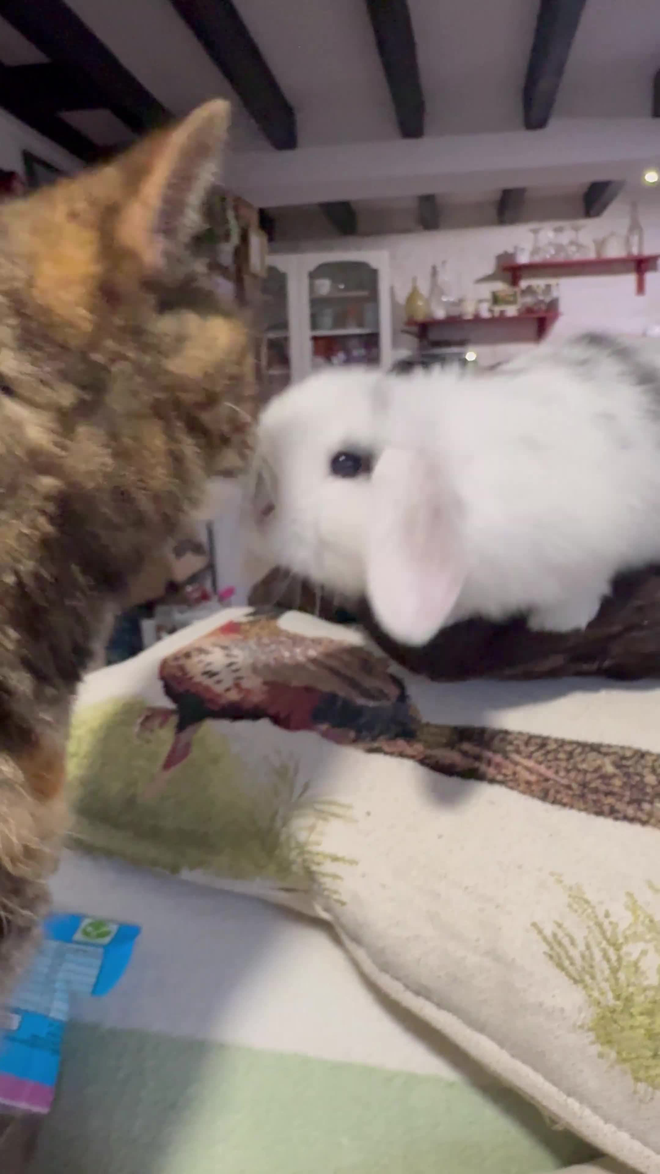 Mini Lop rabbits for sale: Gorgeous mini lop & lion lop babies  - Video 1