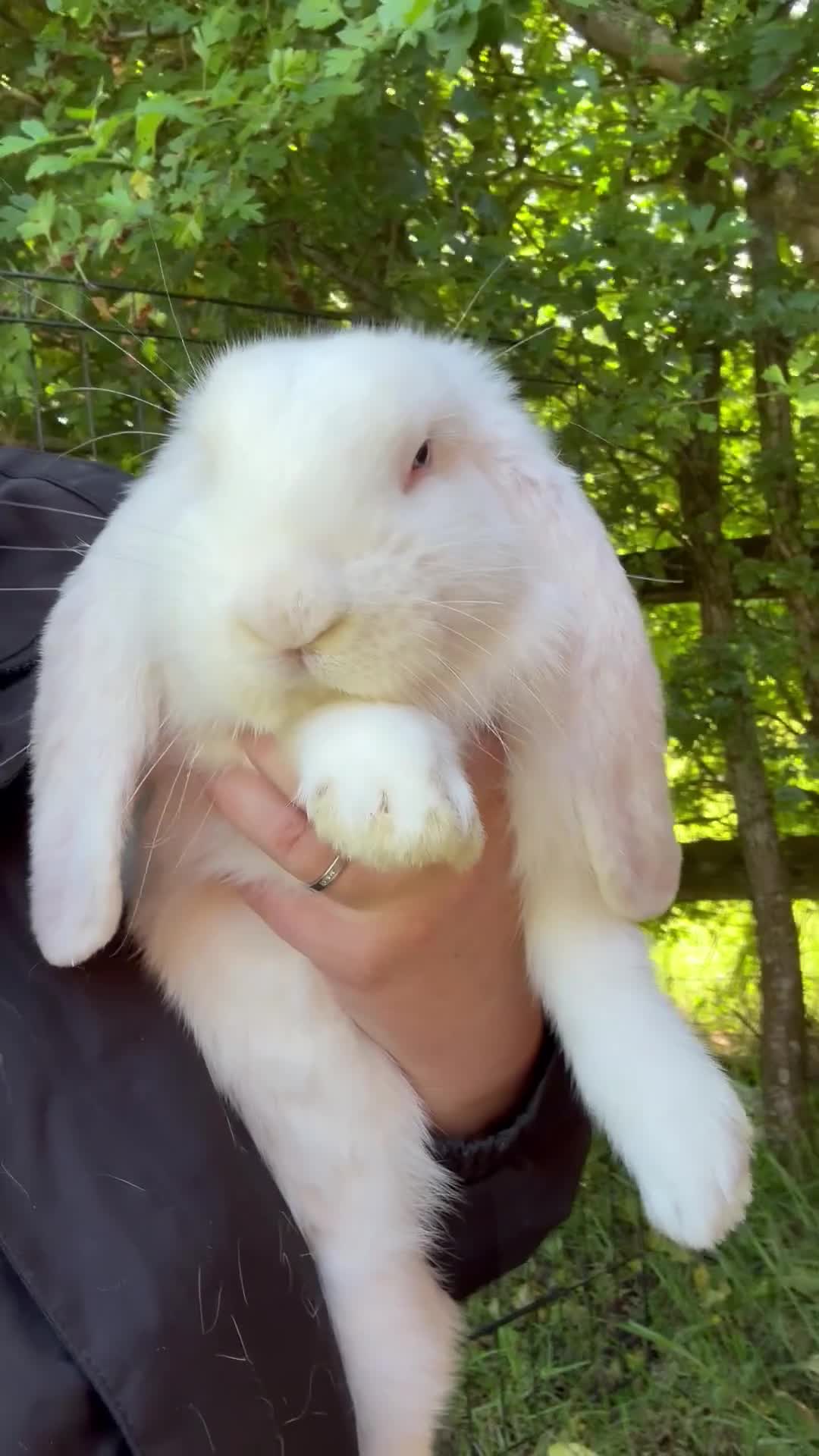French Lop rabbits for sale: French lop babies ready to leave now.  - Video 1