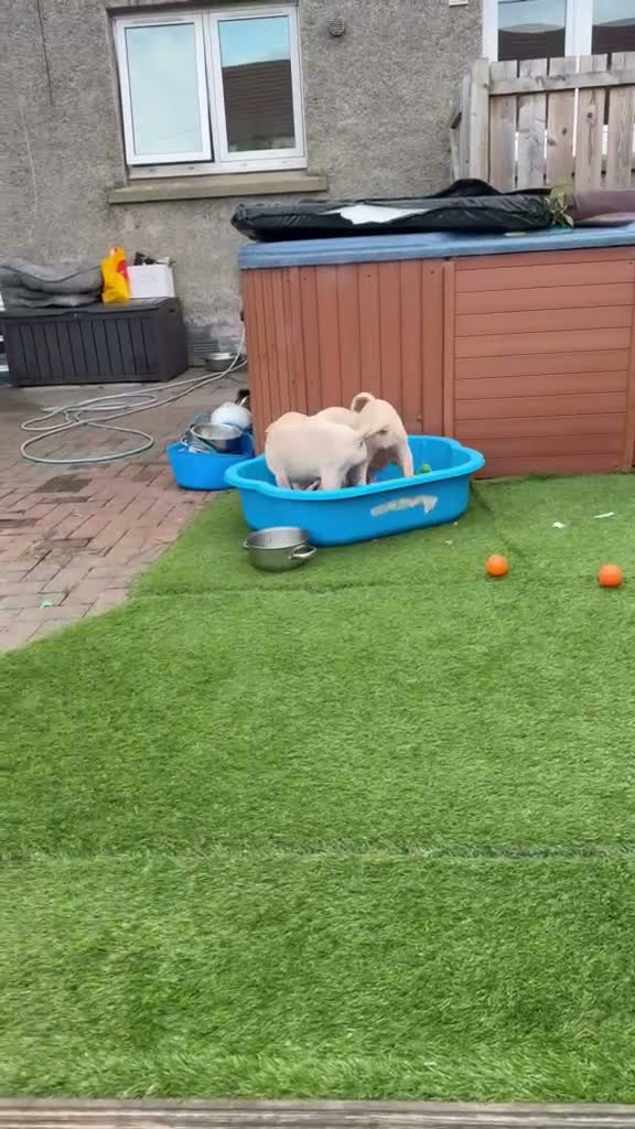 Dobermann dogs for sale: White Doberman  in Broxburn - Video 4