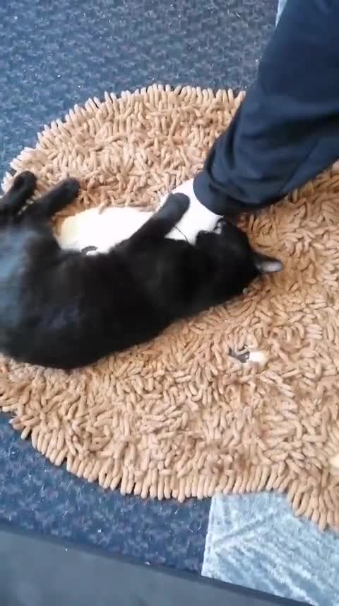 Mixed Breed cats for sale: Playful, Russian blue × British short hair  - Video 2