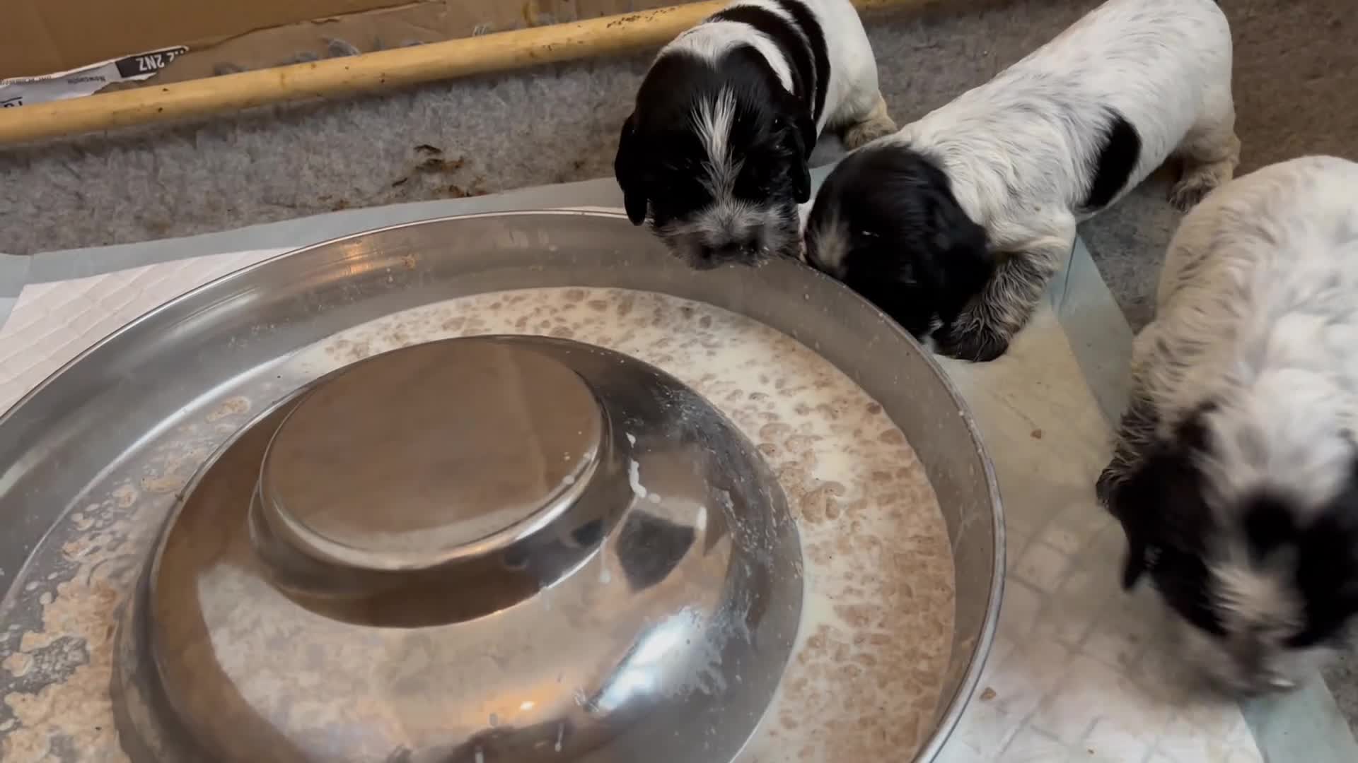 Cocker Spaniel dogs for sale: Cocker Spaniel (Show Type) Blue Roan KC reg  - Video 2