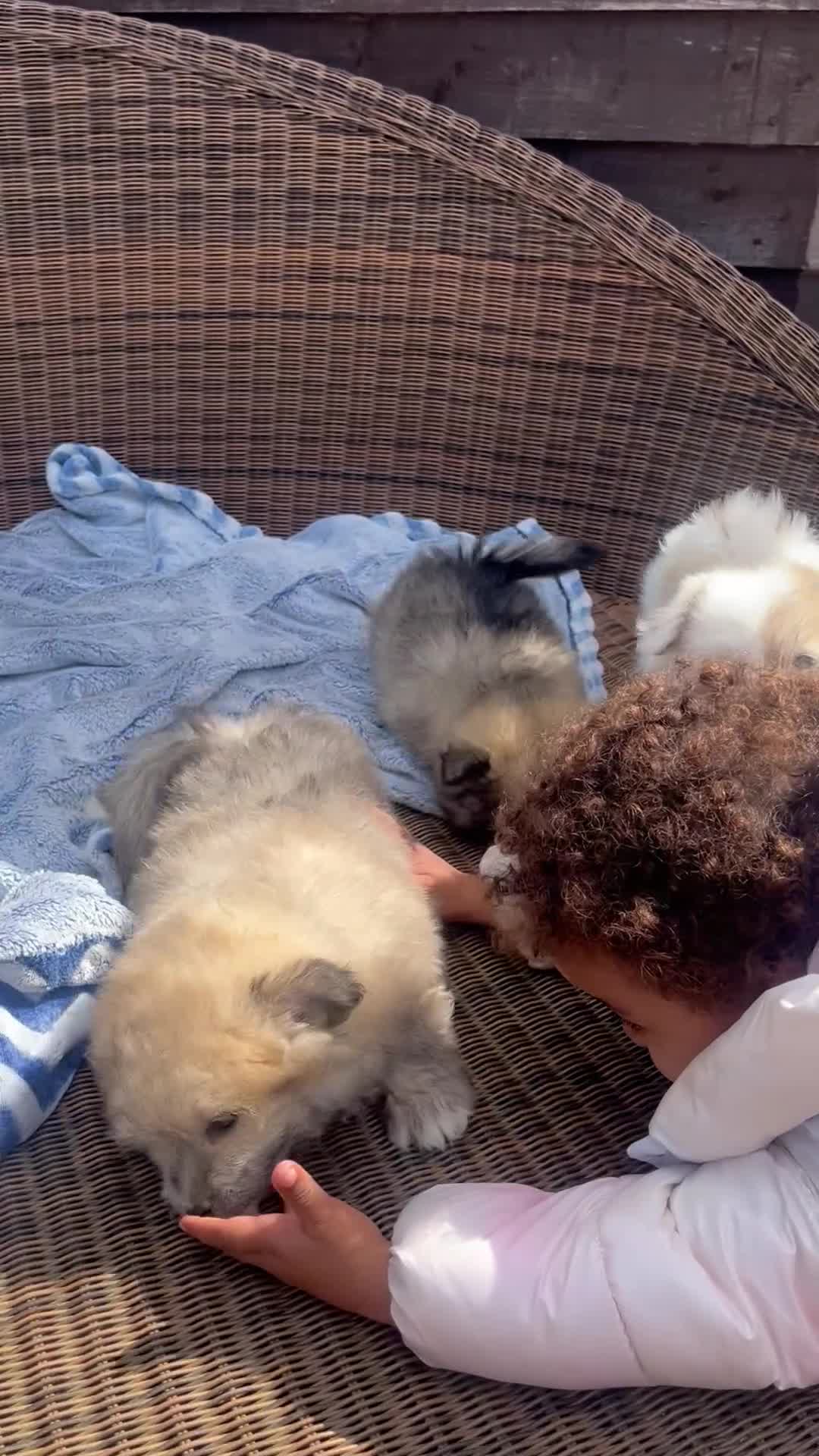 Maltipom dogs for sale: Maltipom - Video 1