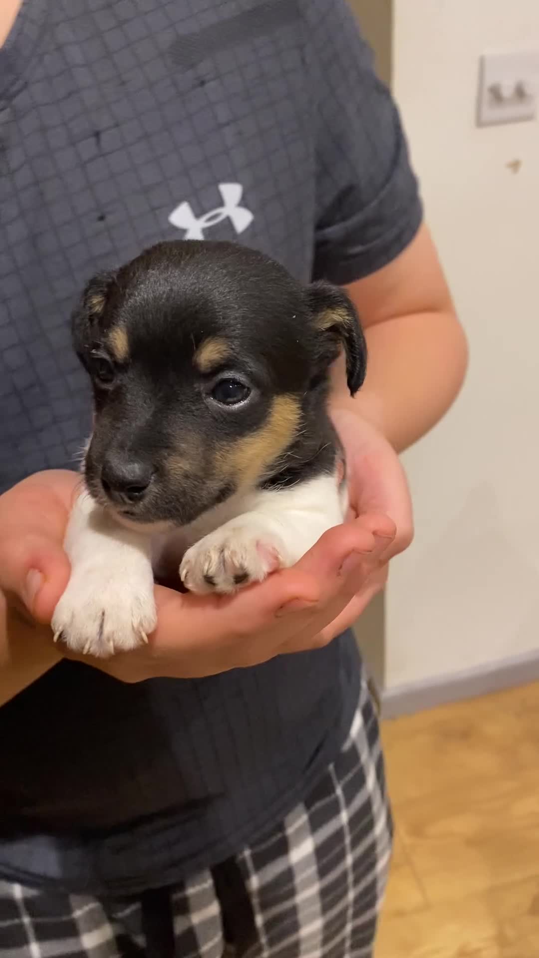 Jack Russell dogs for sale: Jack Russell pups - Video 3