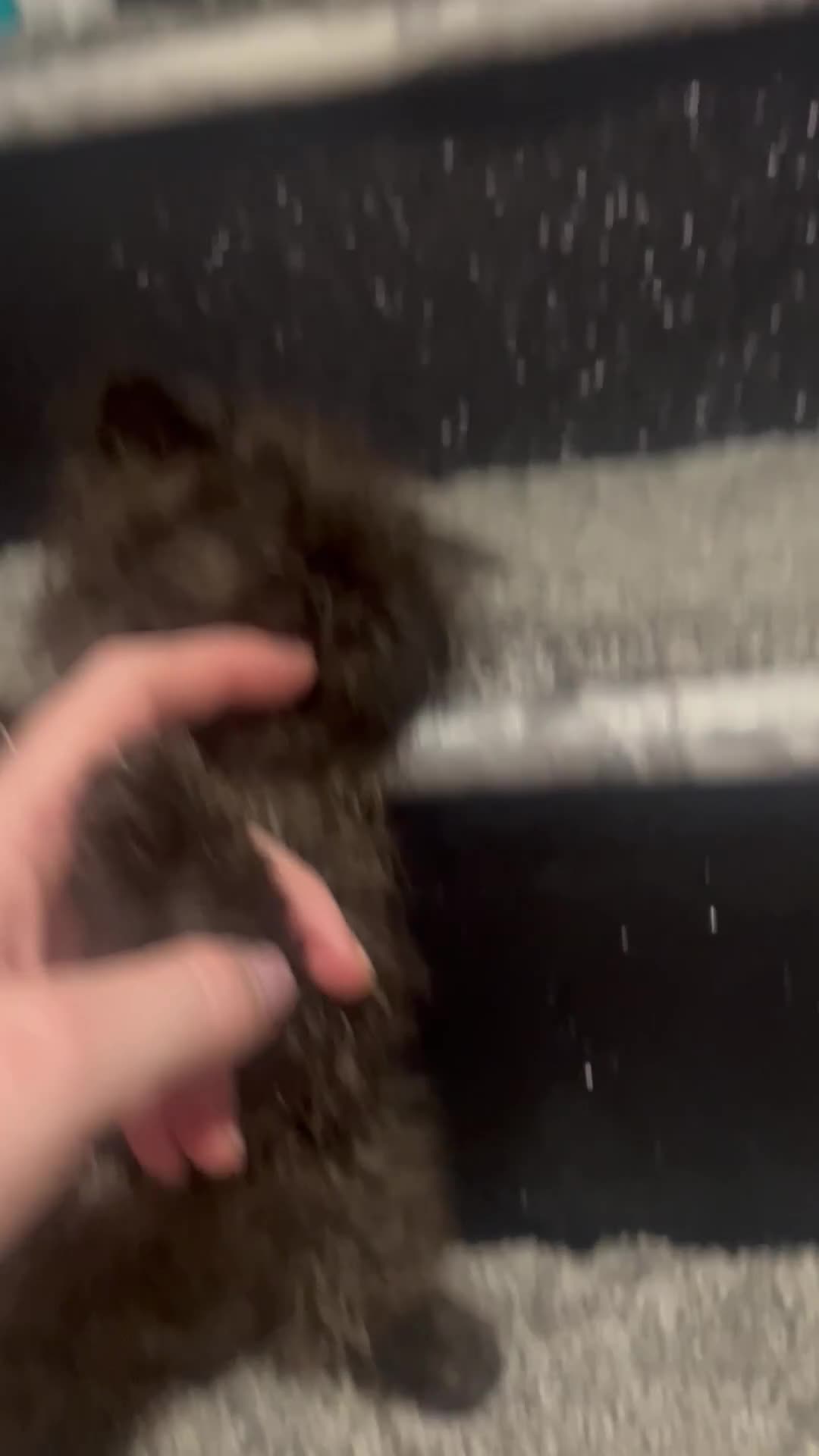 Persian cats for sale: REDUCED Champion Line Black Persians.  - Video 2