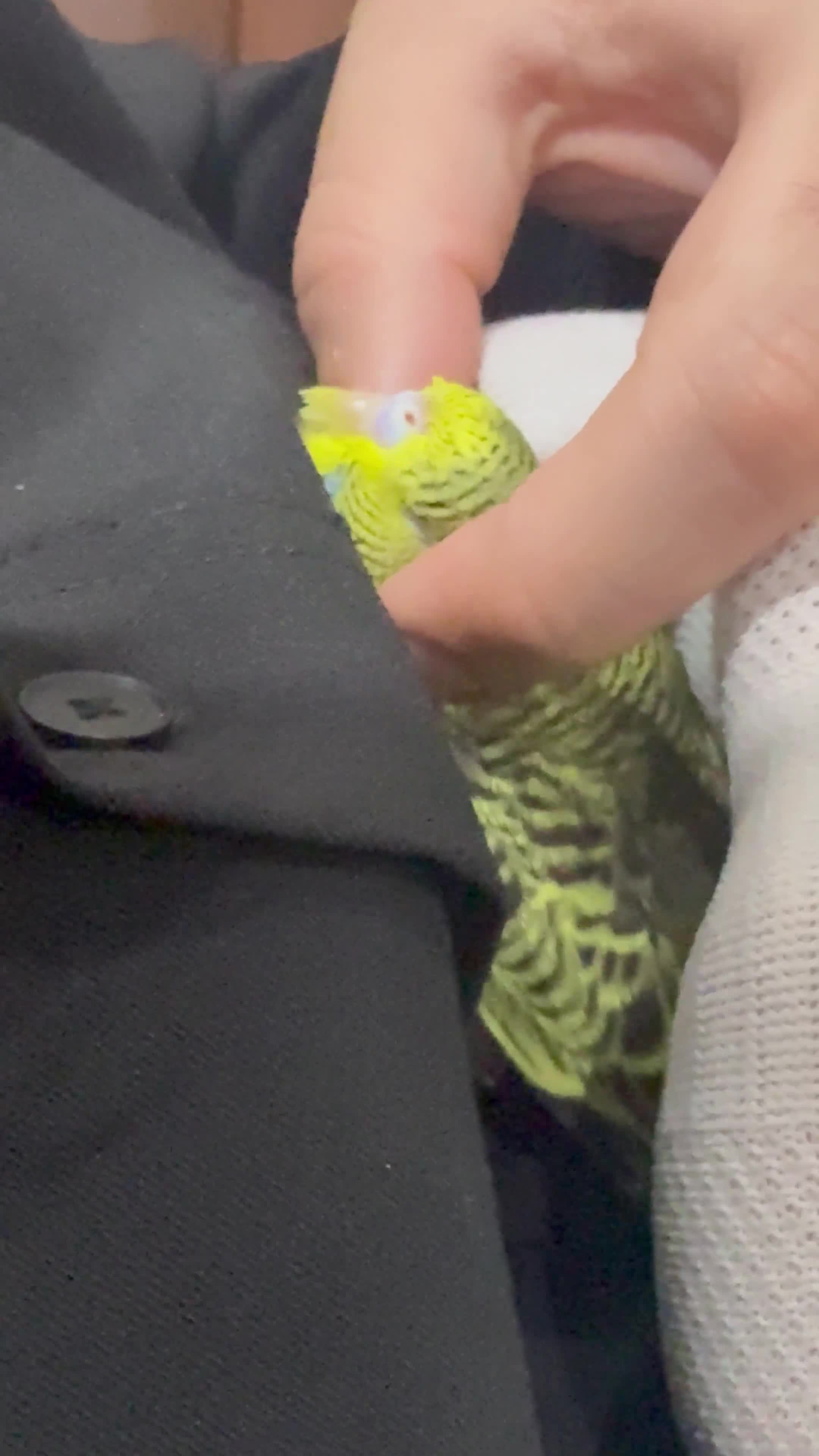 Budgerigars birds for sale: Bobby the budgie- hand tamed 3.5 week fully weaned - Video 3