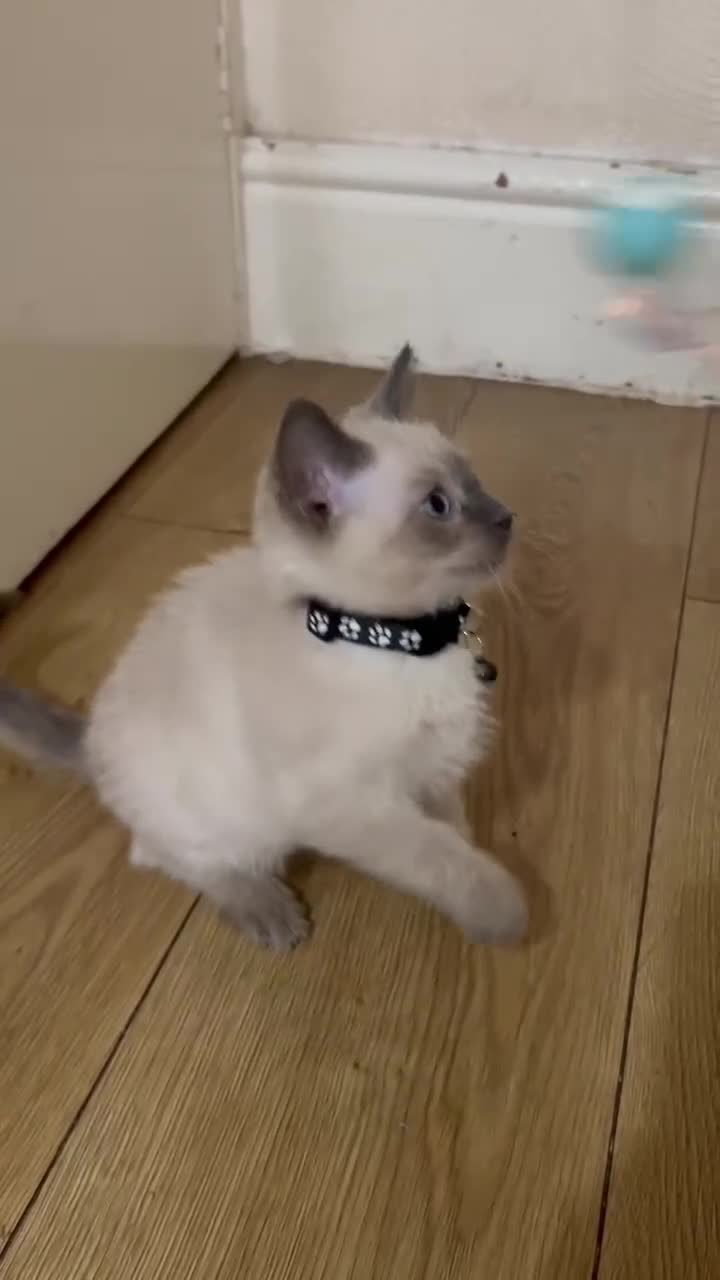 Ragdoll cats for sale: Finding new homes for 6 ragdoll kittens - Video 5