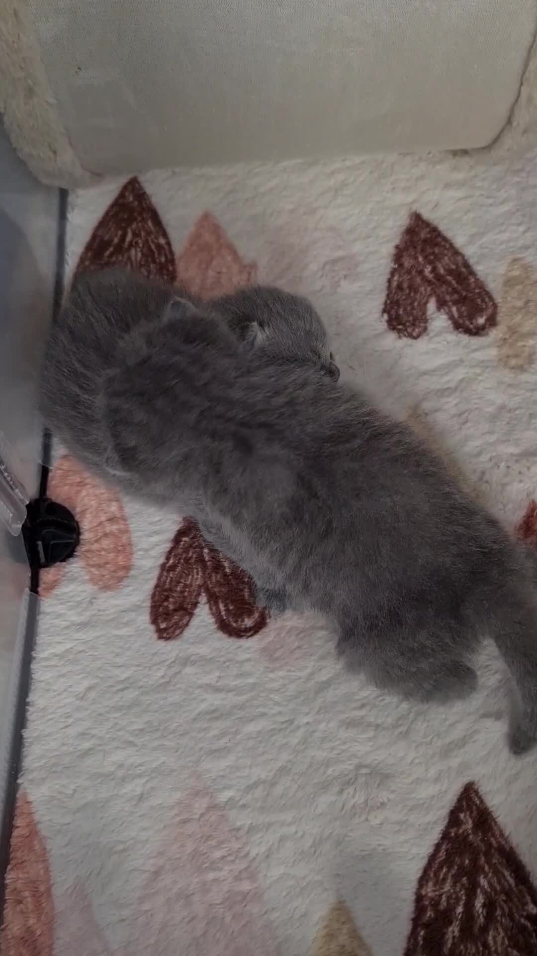 British Shorthair cats for sale: British ShortHair Princess 💝GCCF  - Video 3