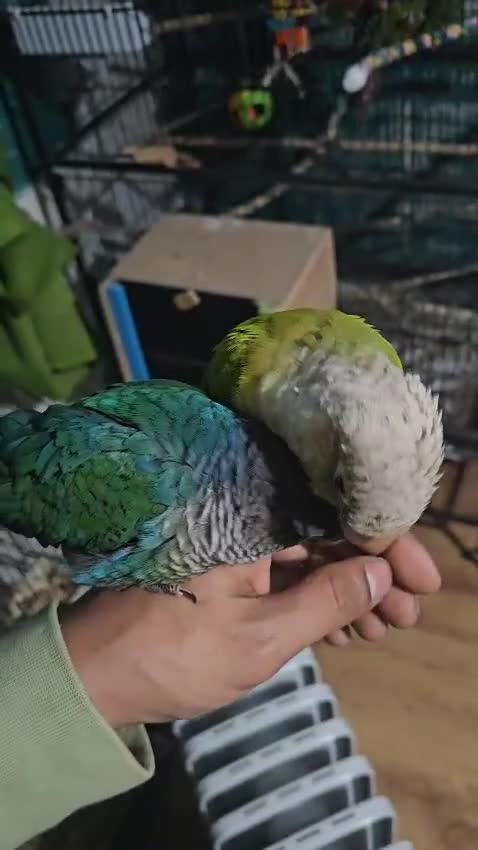 Conures birds for sale: Tame Male & Female Pineapple Conures - Video 1