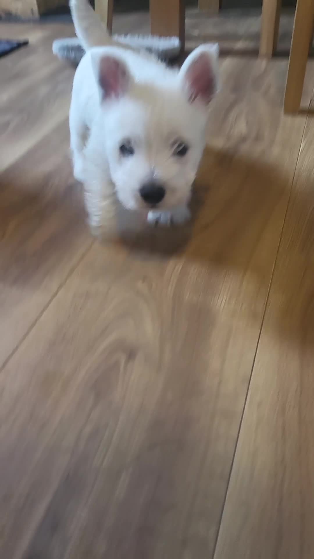 West Highland Terrier dogs for sale: Westies for sale - Video 1