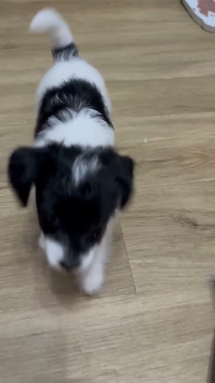 Jackapoo dogs for sale: Jackapoo Puppies  in Gravesend - Video 1