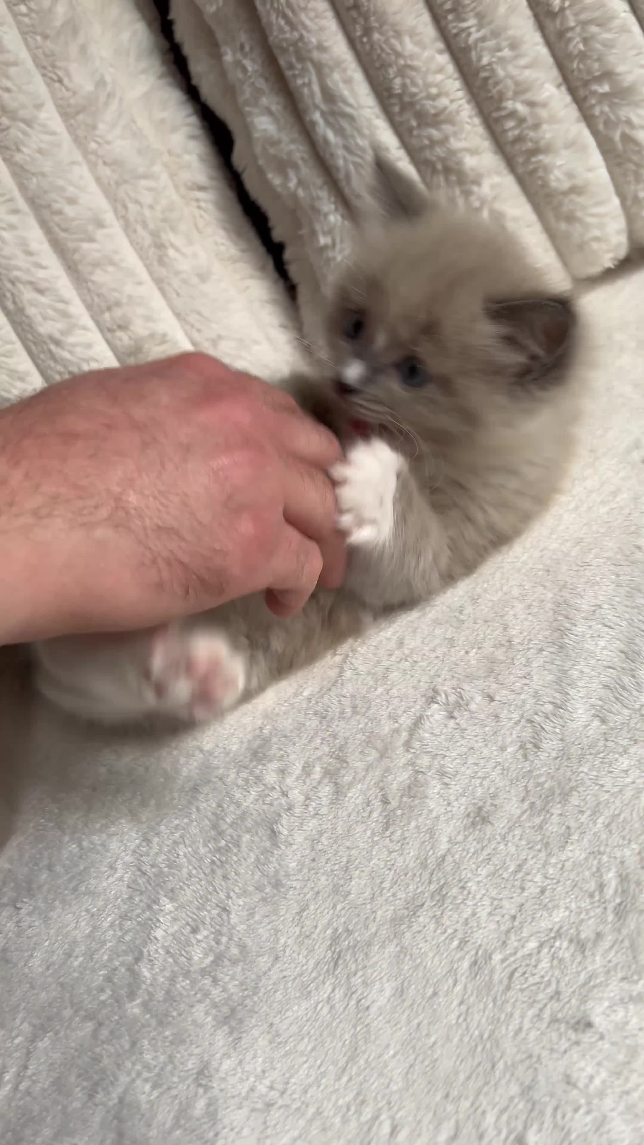 Ragdoll cats for sale: TICA REGISTERED KITTEN  - Video 1