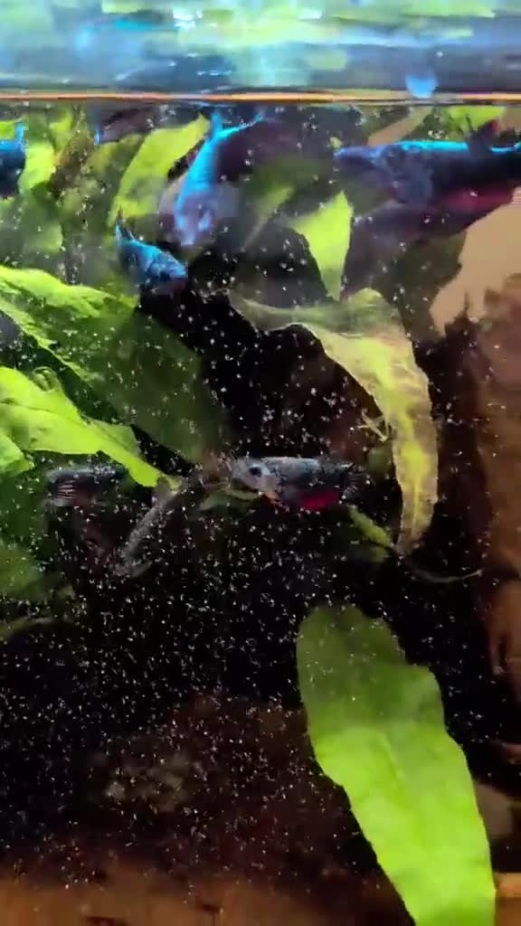 Bettas fish for sale: Bettas (Rare) - Video 3