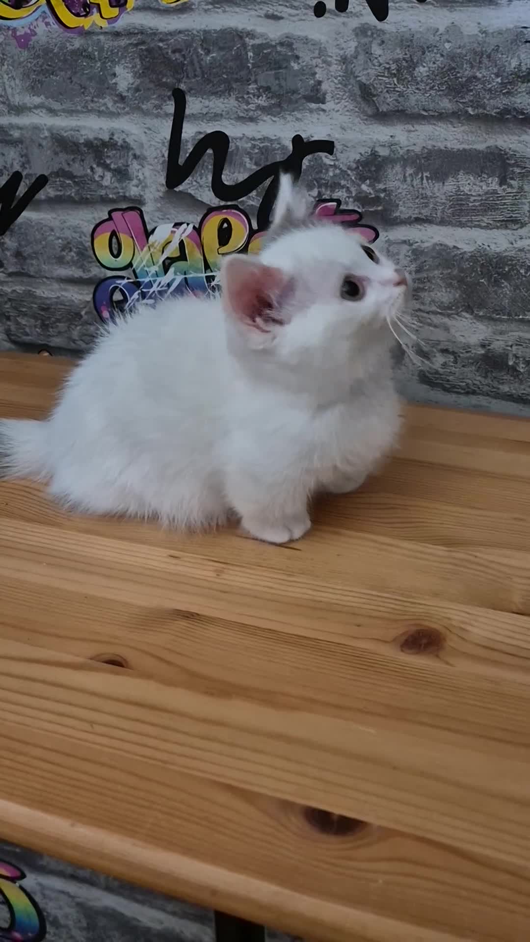 Munchkin cats for sale: Munchkin kittens ready for reservations or collect - Video 2