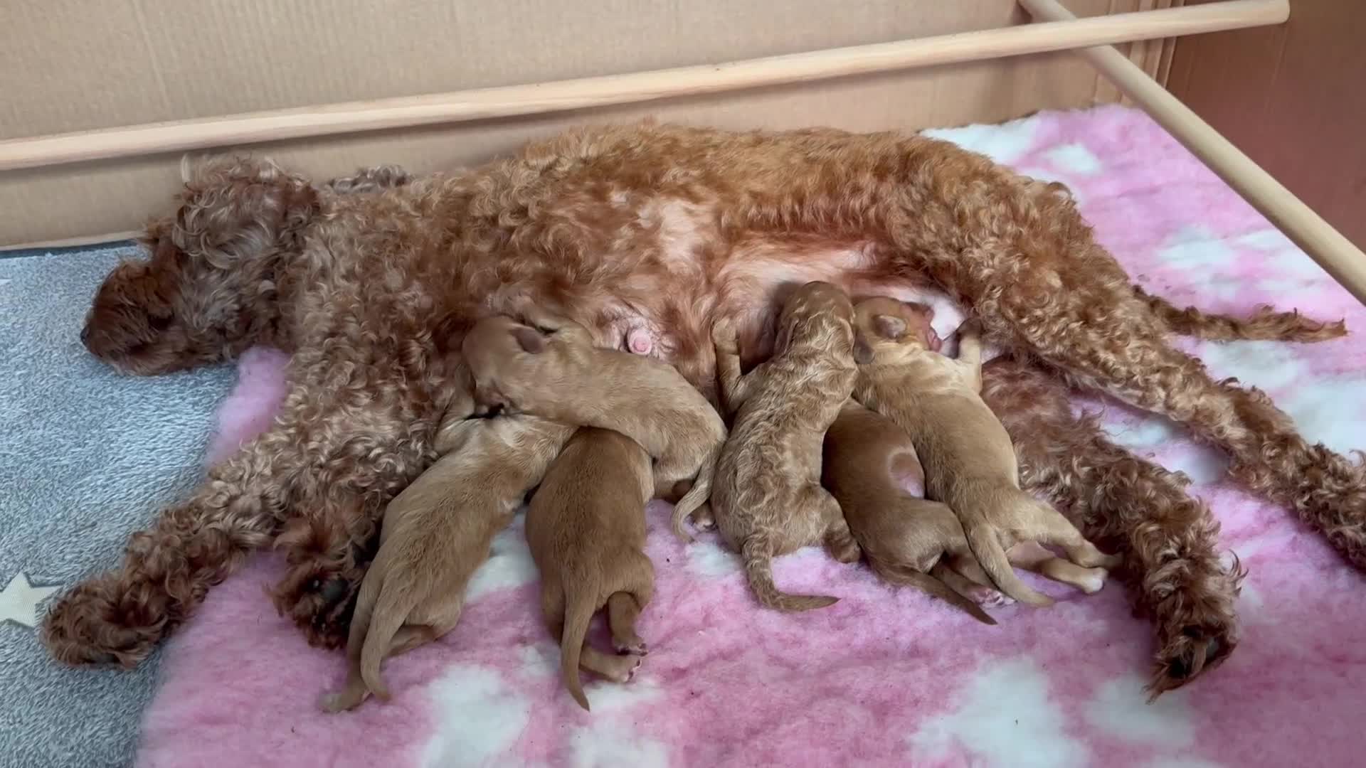 Cockapoo dogs for sale: Beautiful cockapoo puppies  - Video 2