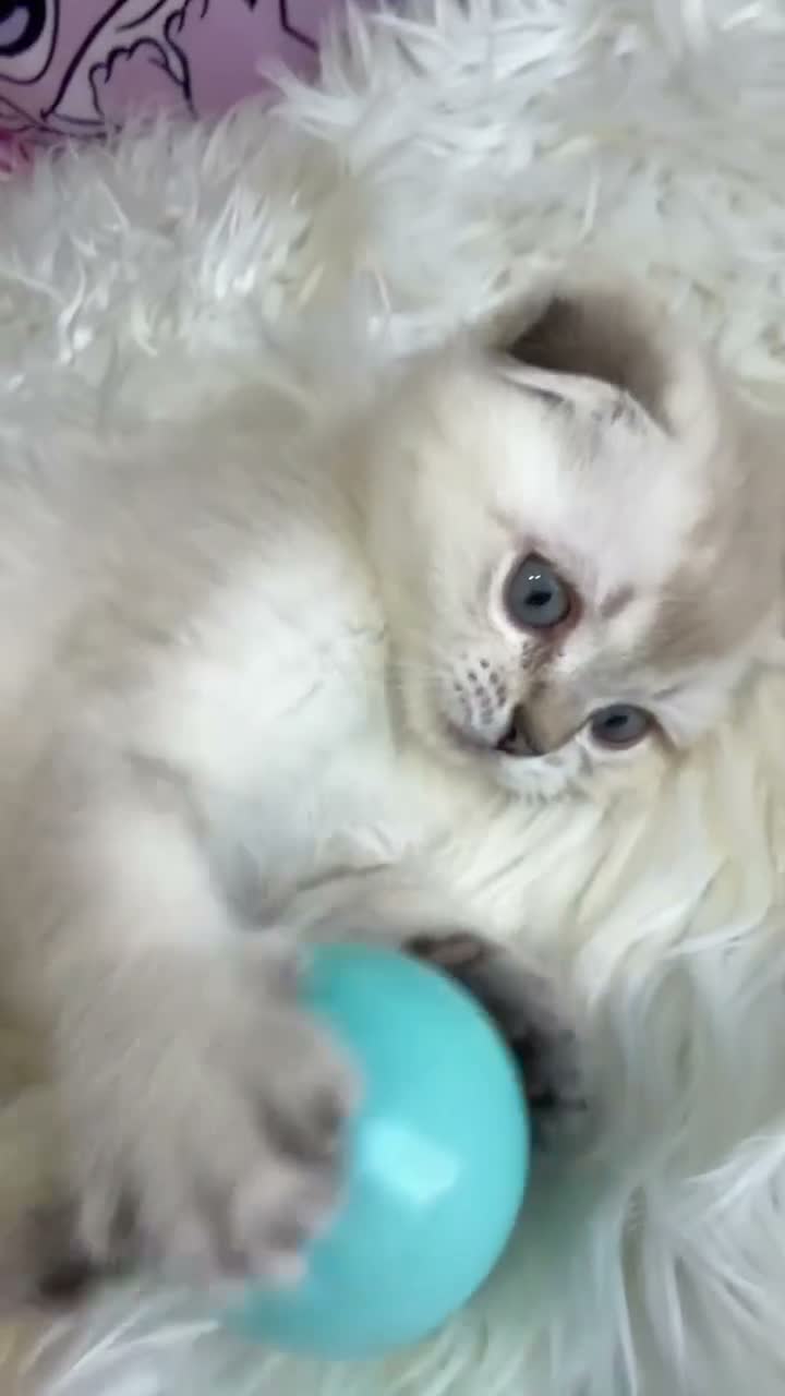 Scottish Fold cats for sale: 💙🐾 **Gorgeous Scottish Fold Boy ** - Video 4