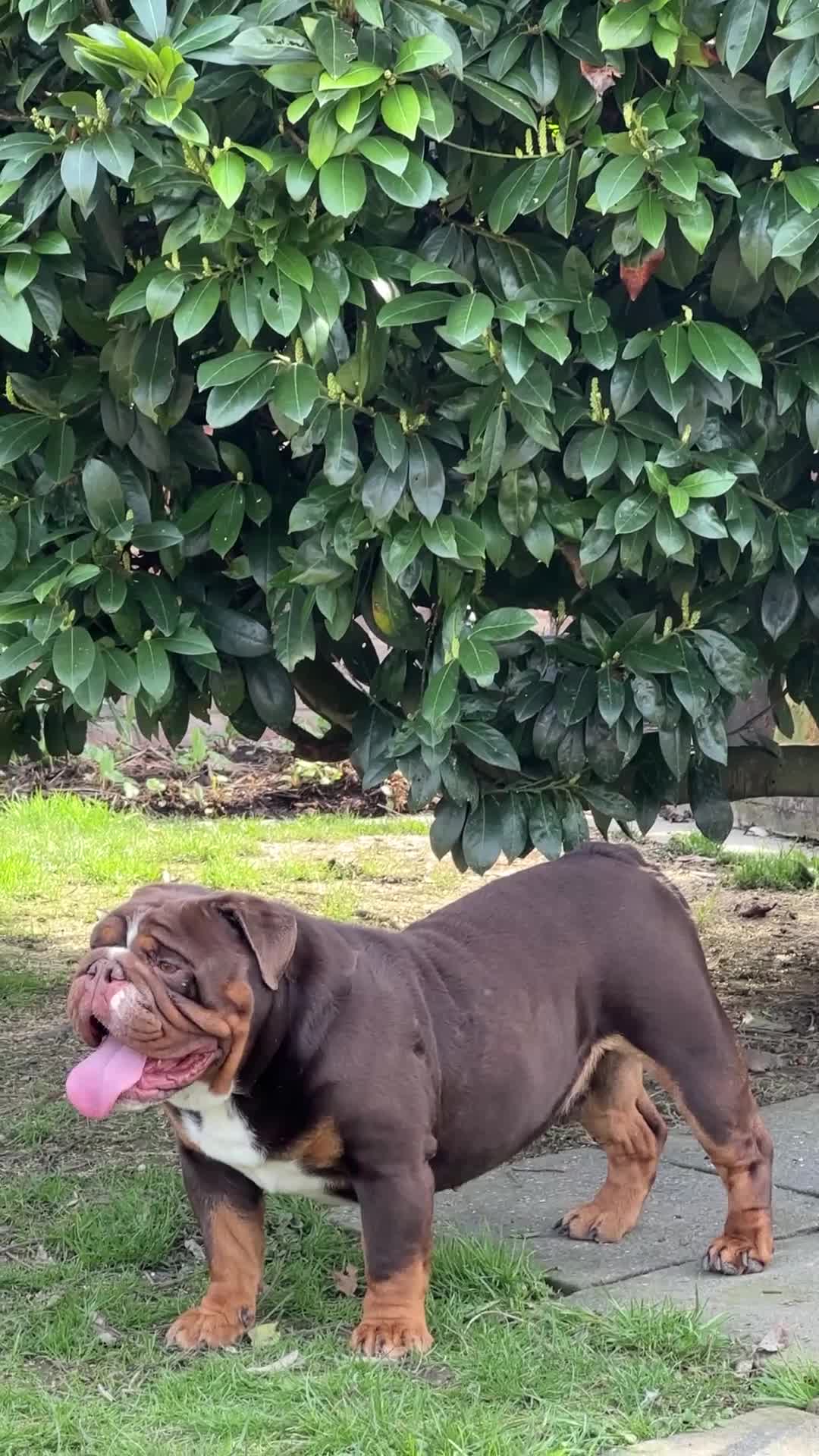 English Bulldog dogs for stud: Proven chocolate KC registered  - Video 1