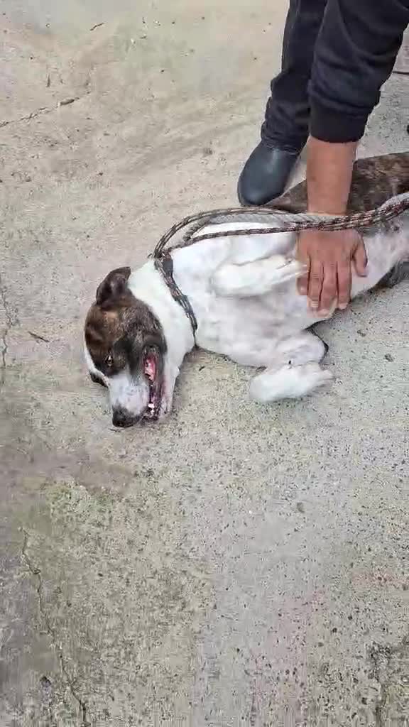 Mixed Breed dogs for adoption: Cherry urgently needs a foster or adoption  - Video 1
