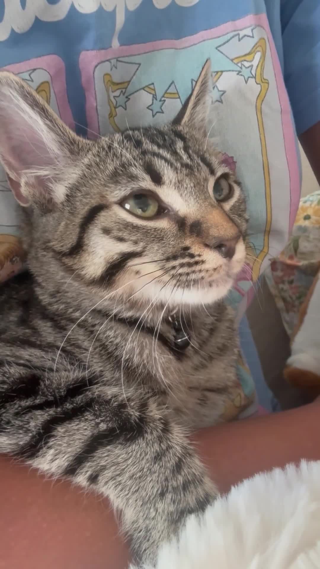 Mixed Breed cats for sale: Friendly female kitten  - Video 2