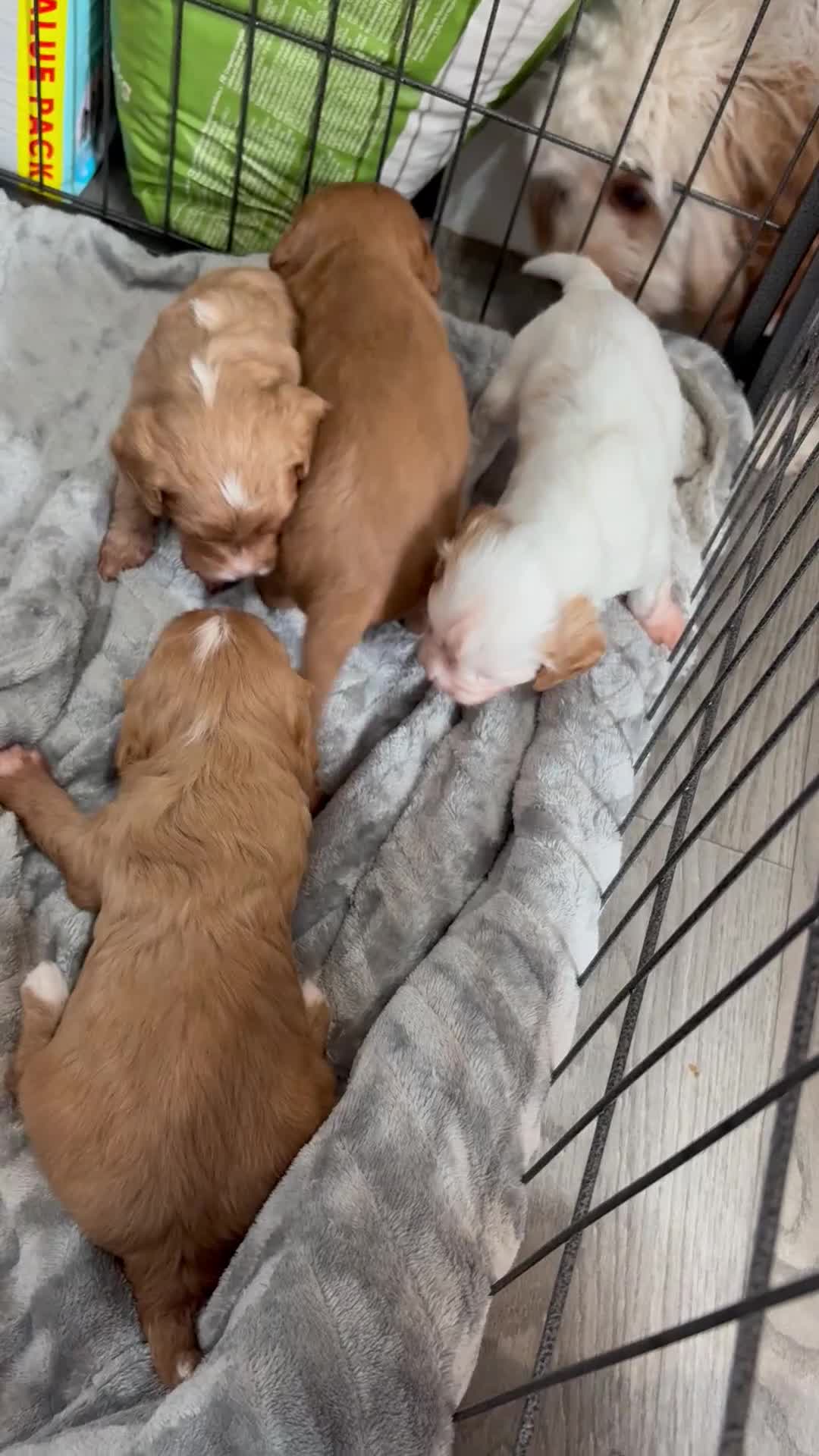 Cavapoo dogs for sale: Cavapoos - Video 1