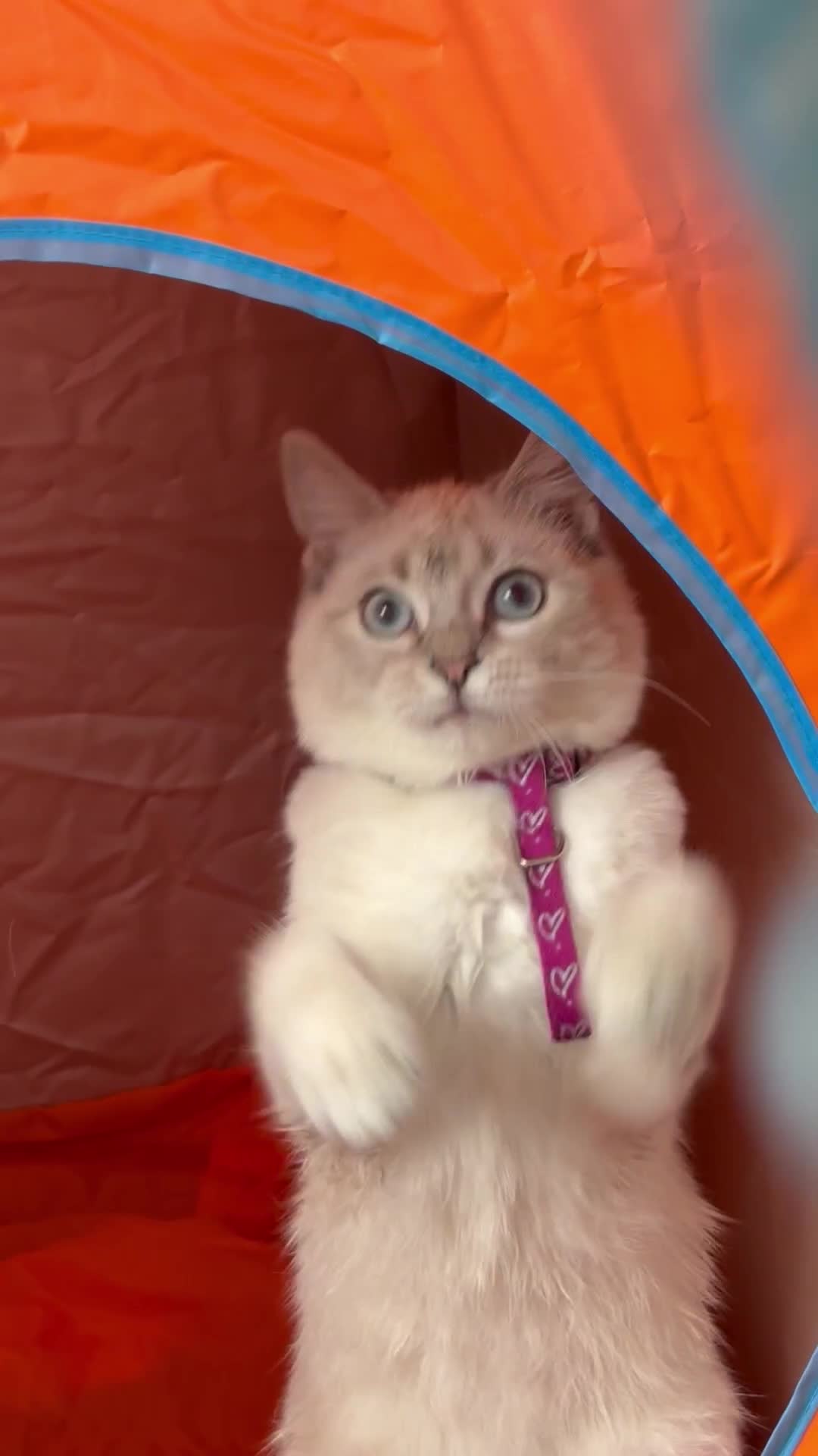 Ragdoll cats for sale: Beautiful Female ragdoll kitten  - Video 1