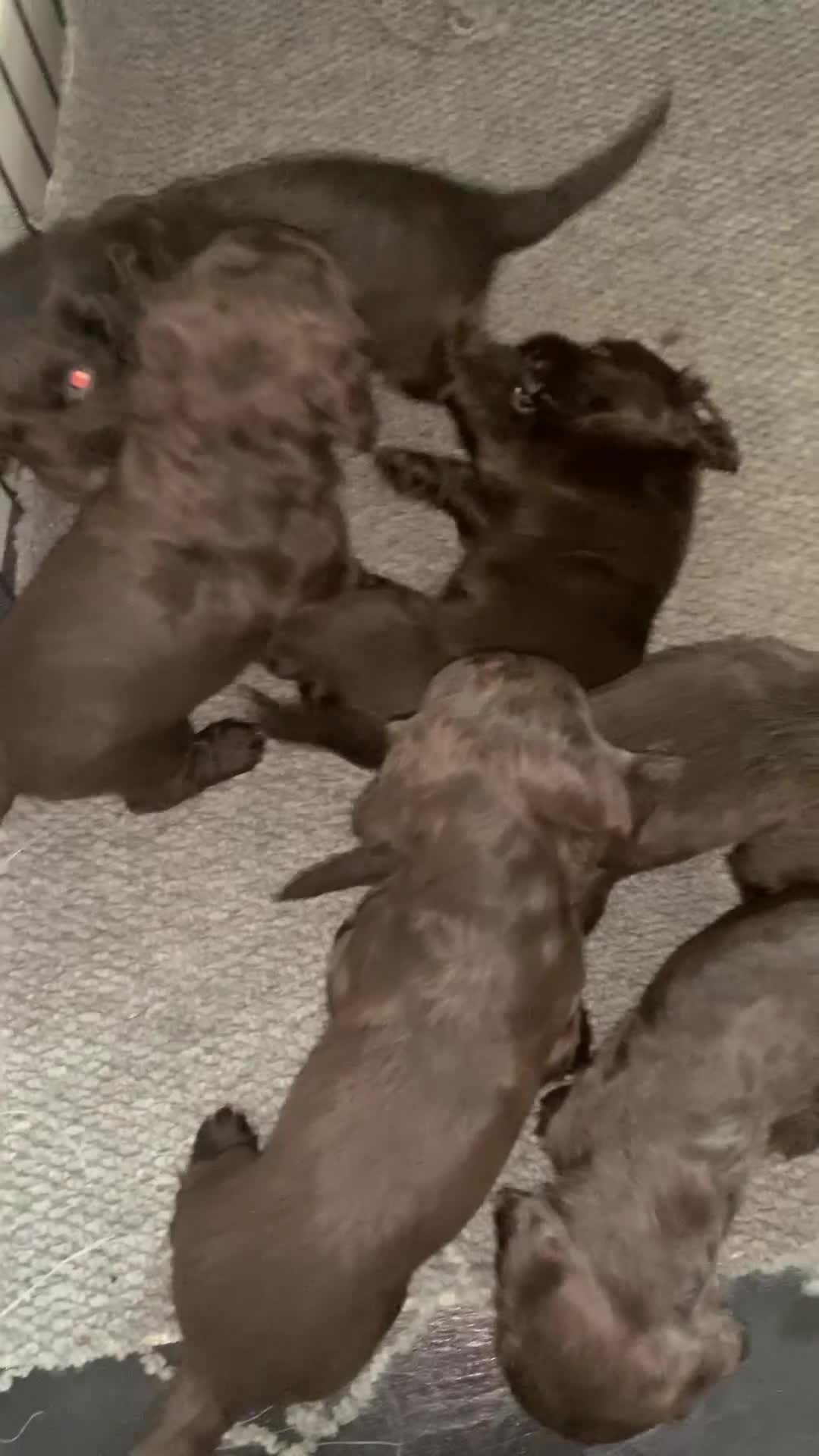 Cocker Spaniel dogs for sale: PURE WORKING CHOCOLATE COCKER SPANIELS  - Video 3