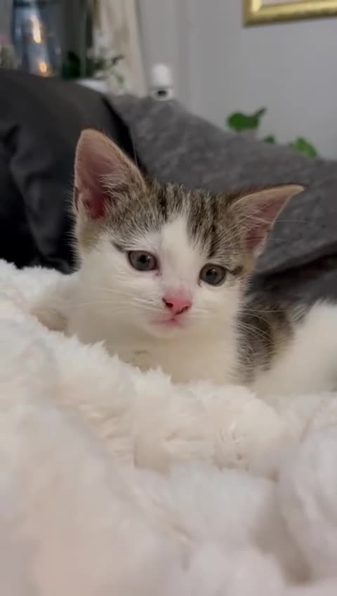 Mixed Breed cats for sale: Beautiful female kitten for sale - Video 1