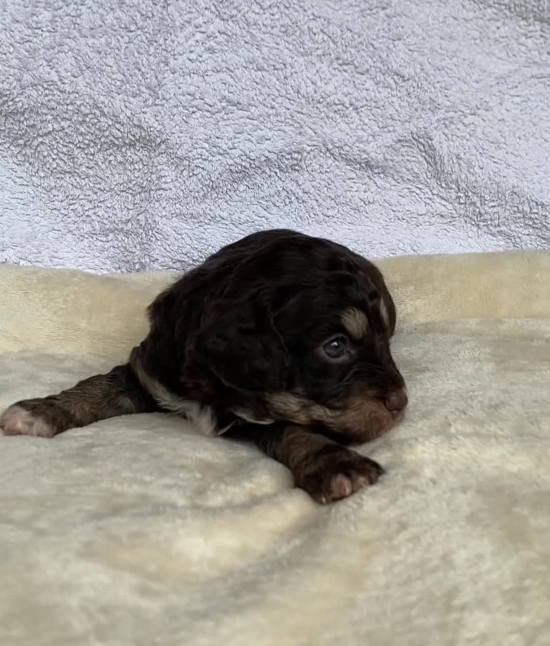 Mixed Breed dogs for sale: Cockapoo mix  in Dartmouth - Video 3