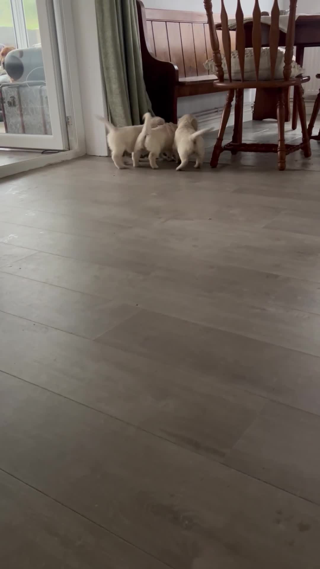 Golden Retriever dogs for sale: Beautiful Golden Retriever Puppies  - Video 1