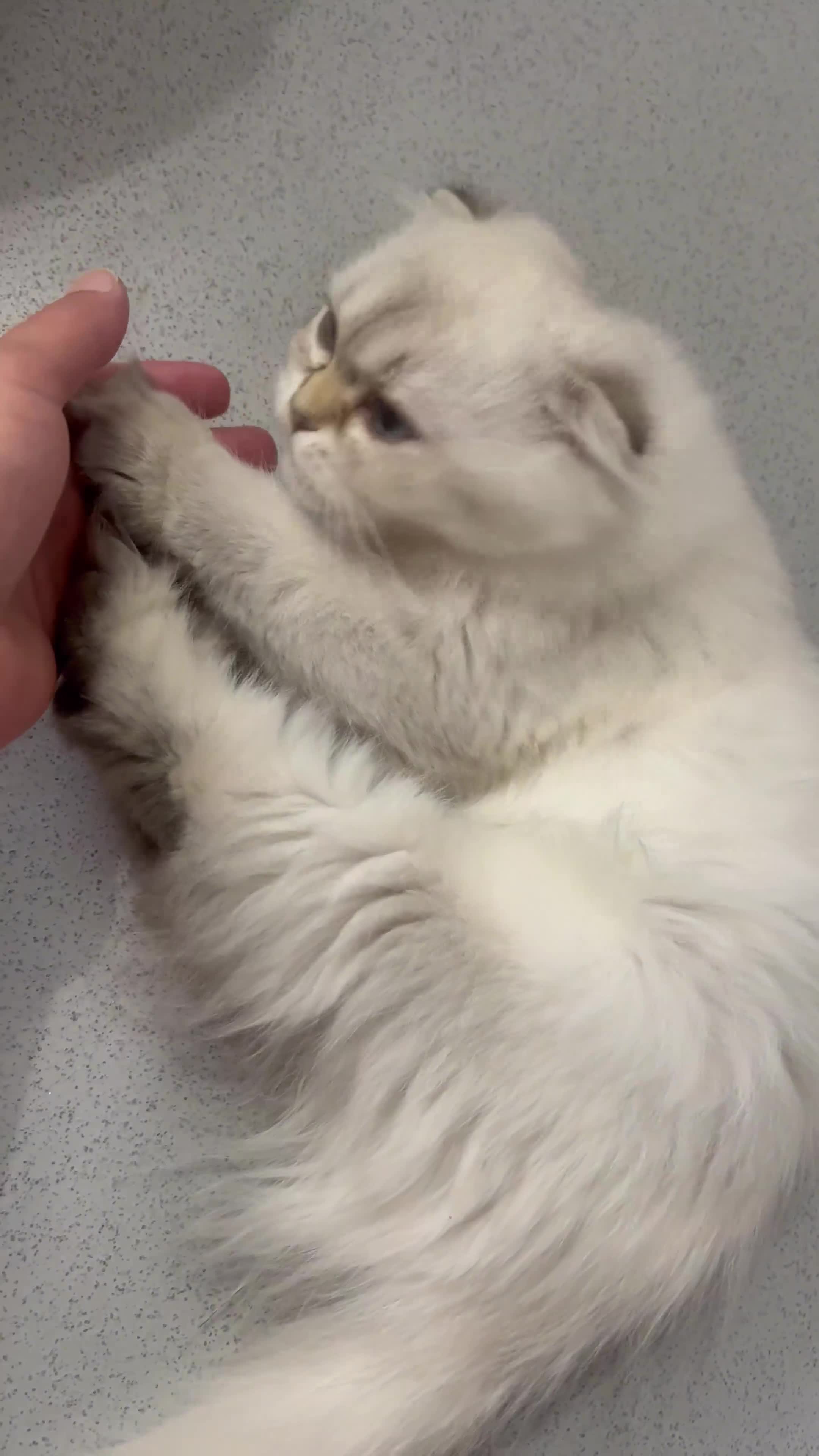 Scottish Fold cats for sale: Pedigree Champion line SFLH girl  in Rainham - Video 4
