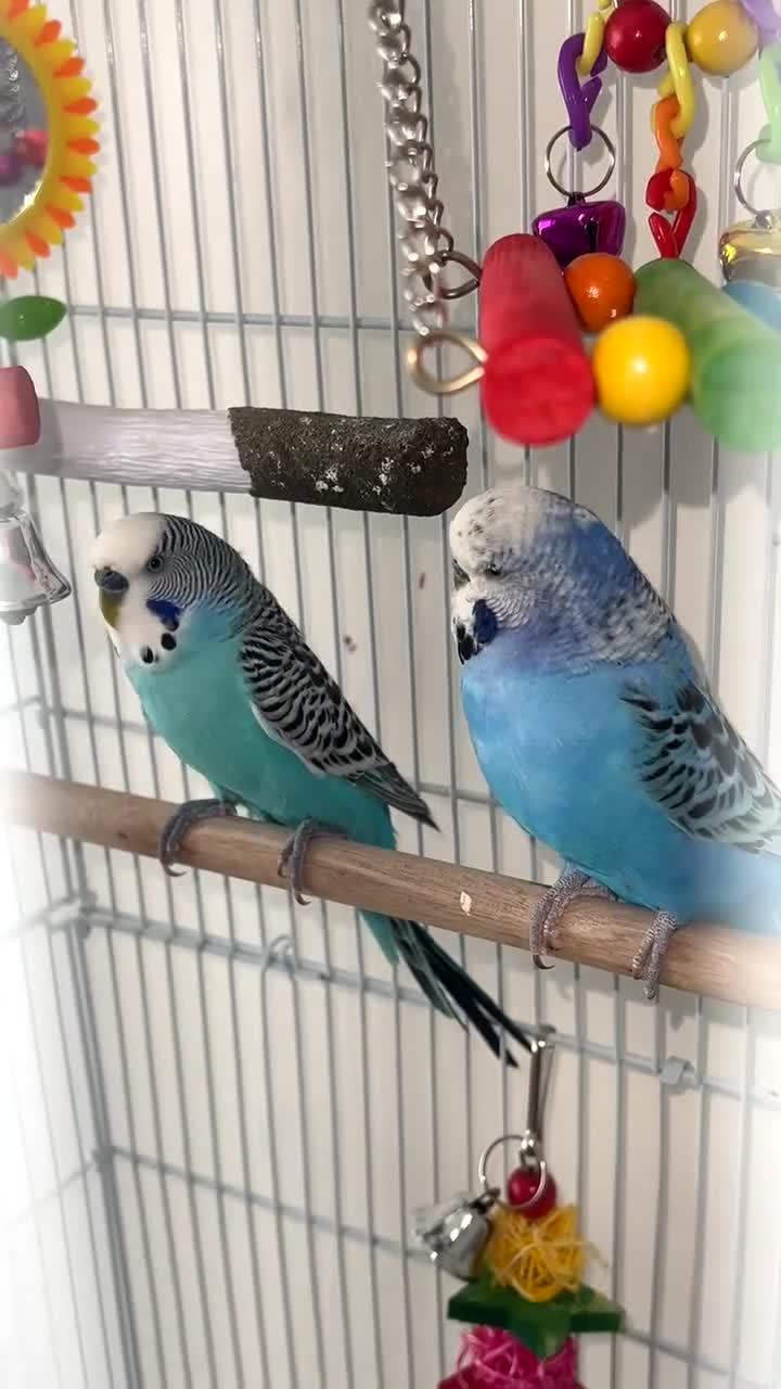 Budgerigars birds for sale: Two male budgies £45 comes with cage + accessorys - Video 4