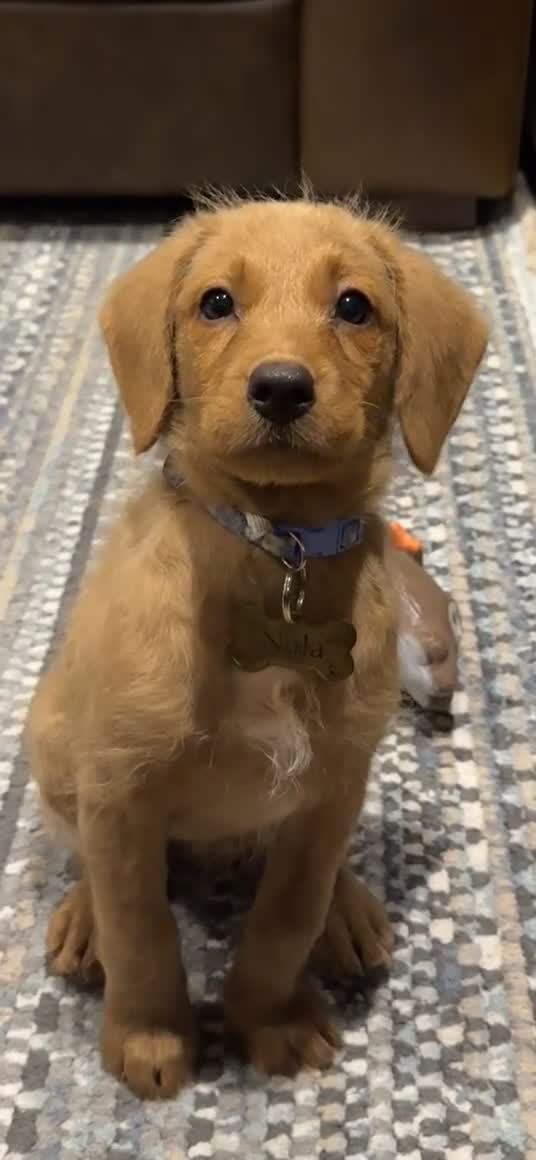 Mini Goldendoodle dogs for sale: Family, Fully Trained Lovley Goldendoodle - Video 1