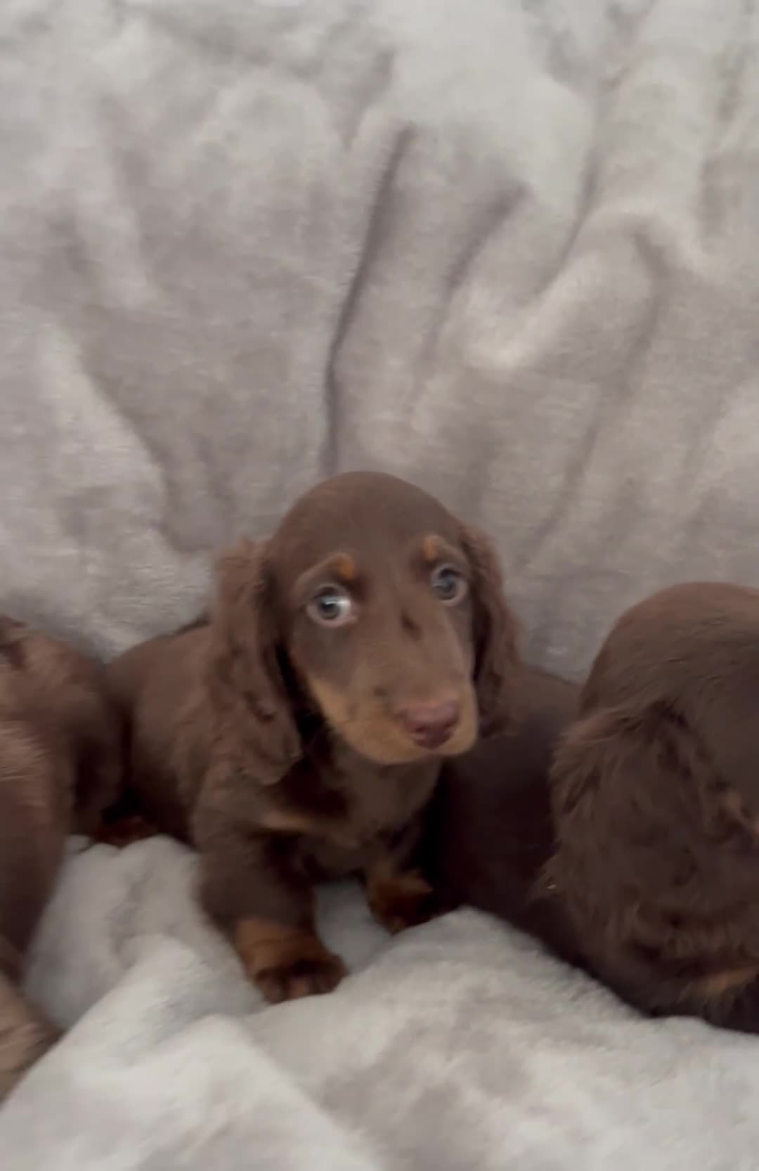 Miniature Dachshund dogs for sale: Last Long Haired Miniature Dachshund puppy in Gravesend - Video 1