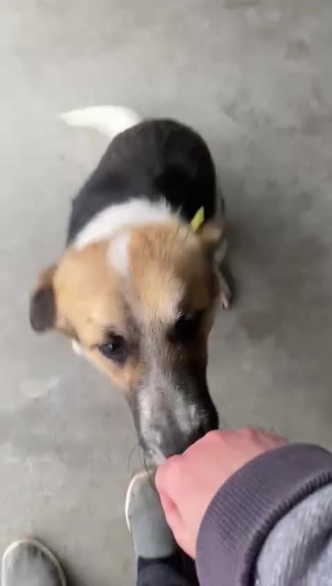 Mixed Breed dogs for adoption: Horace, 1.5 yr approx. Available for adoption. - Video 5