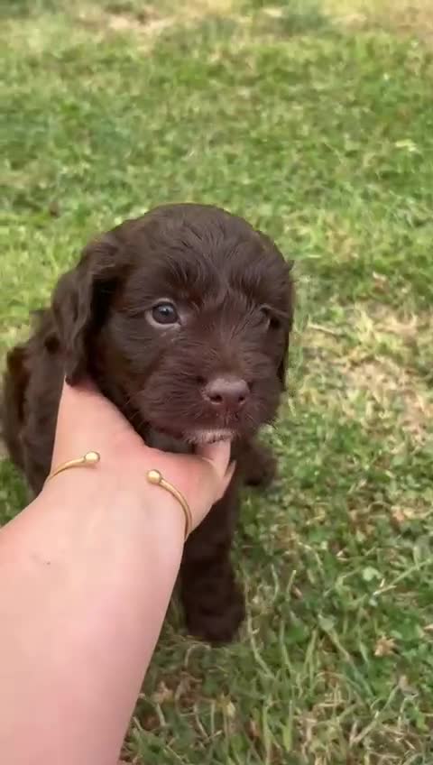 Cockapoo dogs for sale: Stunning F1b petite Cockerpoos.  - Video 2