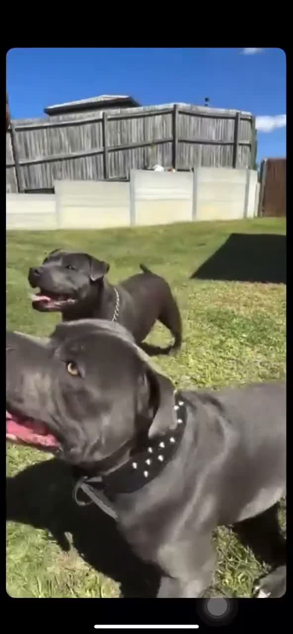 Staffordshire Bull Terrier dogs for sale: 5 Star Fantastic Staffys Pups Great Personalities  in Cleckheaton - Video 2