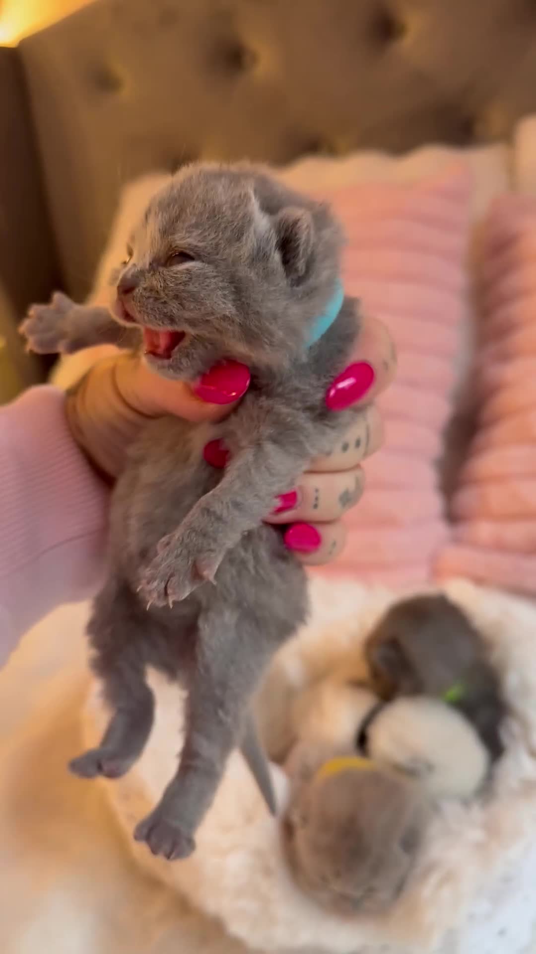 British Shorthair cats for sale: Pure British shorthair Champion line 😻🥇🏆 - Video 4