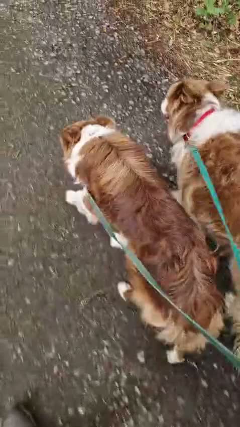 Border Collie dogs for sale: TRAINED BORDER COLLIE DOG BRED FOR TEMPERAMENT - Video 1