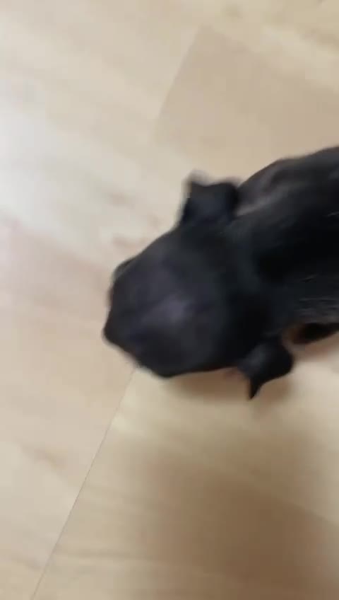 Chihuahua dogs for sale: Chihuahuas - Video 1