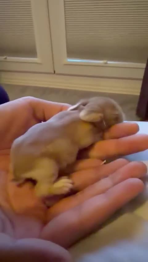 Mini Lop rabbits for sale: 3x Mini Lop Bunnies  - Video 1