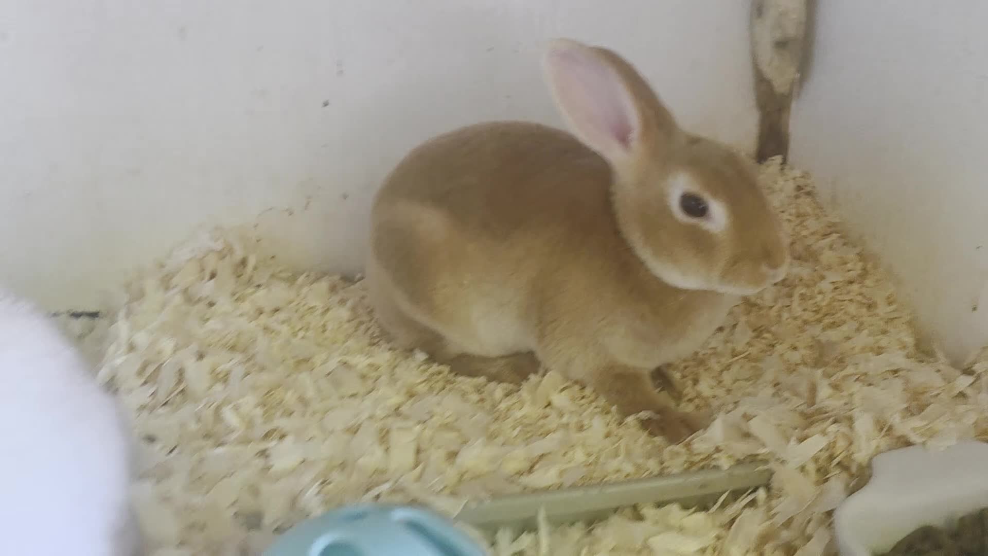 Mini Lop rabbits for sale: Mini rex mini lops and netherland dwarfs - Video 2