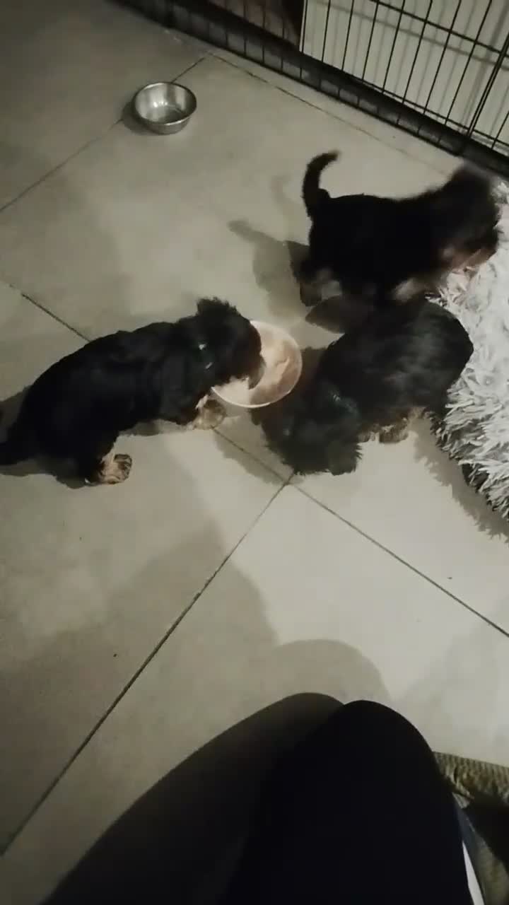 Yorkshire Terrier dogs for sale: 3 lovely little Boys - Video 2