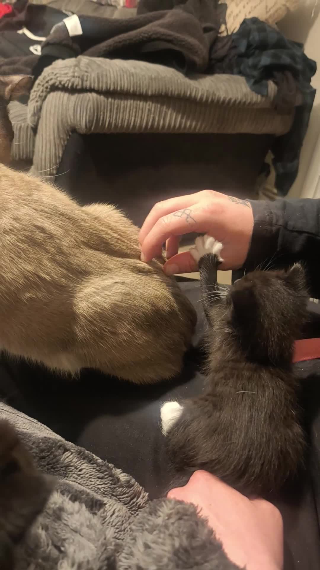 Mixed Breed cats for sale: Beautiful Ragdoll X Kittens - Video 3