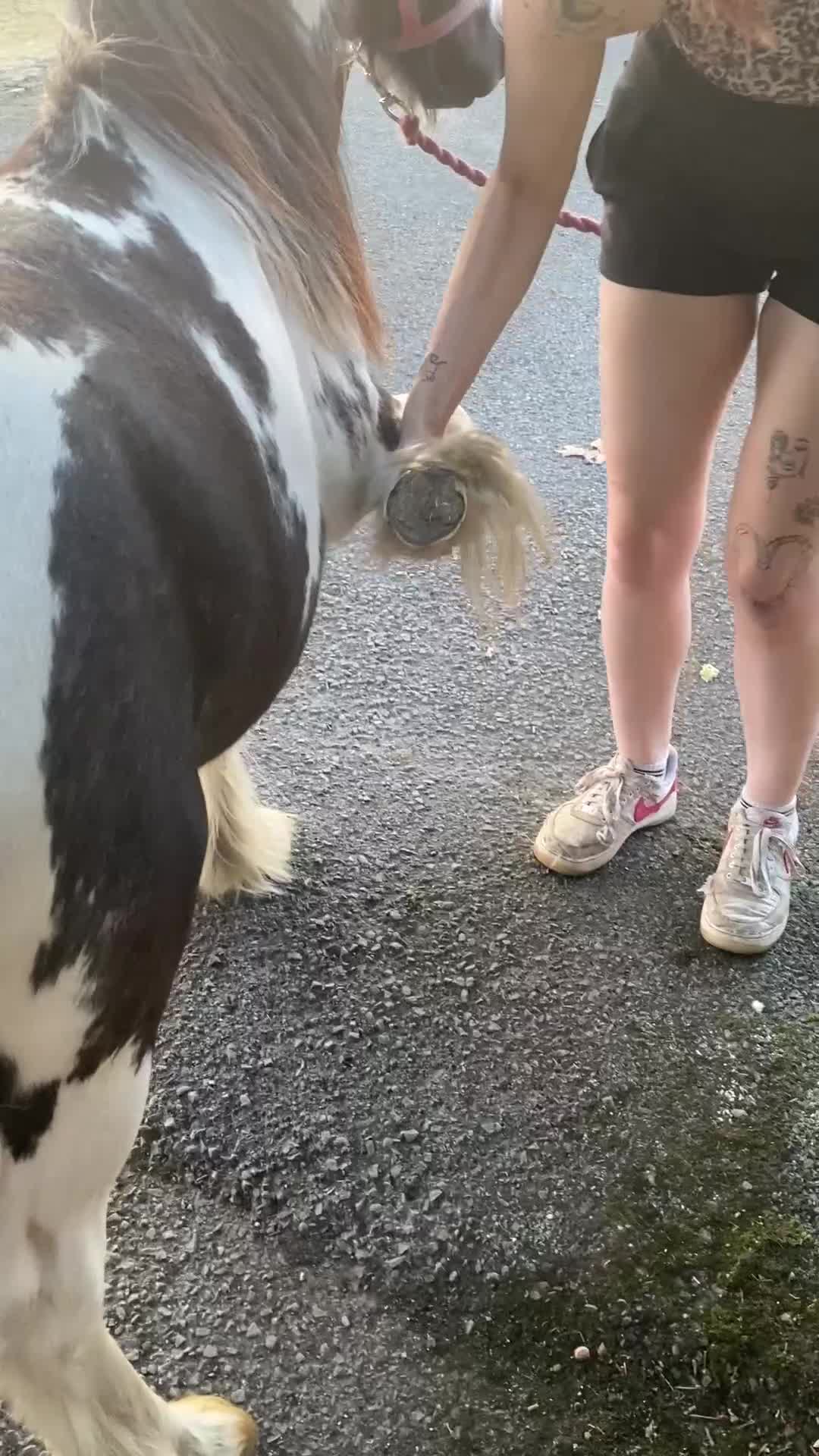 Irish Cob horses for sale: Edwin and chopper  - Video 2